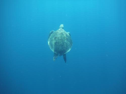 Imagen de la galería de Run Gilis, en Gili Meno