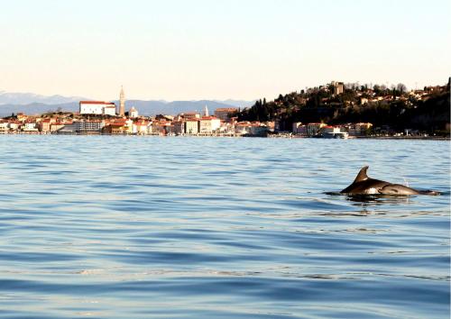 a dolphin swimming in the water near a city at Studio Carmen in Piran