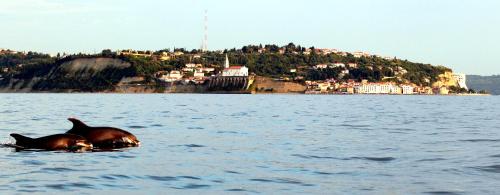 a dog swimming in the water with an island in the background at Studio Carmen in Piran
