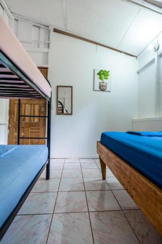 a room with two bunk beds and a plant on the wall at Pura Vida Mini Hostel Santa Teresa in Santa Teresa Beach