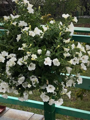 a bunch of white flowers on a green bench at Vila Agroturizam Kućica Mostar-Welcome bikers in Mostar
