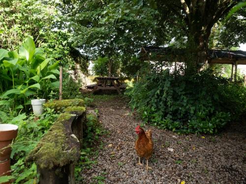 a chicken standing in a garden near a picnic table at Pont Vieux Chambres et Gites in Confolens