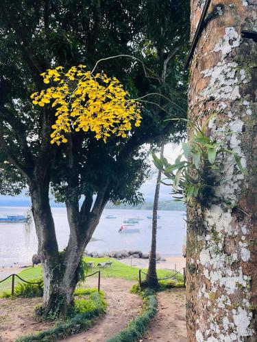 a tree with yellow flowers on the side of a building at Fauna in Praia do Bananal
