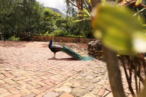 Gallery image of Hotel Hacienda Santa Cecilia in Sáchica