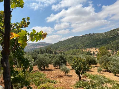 Gallery image of Oak Farm مزرعة الملّول in Ajloun