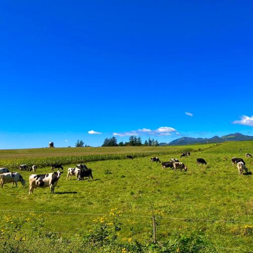 a herd of cows grazing in a green field at Pension and Pizzeia - Sairo - in Kamishihoro