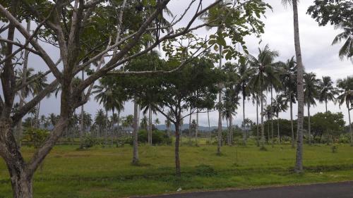 a field of palm trees on the side of a road at Lejo Grand Hotel in Cikembulan
