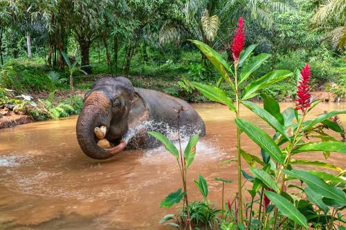 an elephant standing in the water with its trunk at Khao Sok Riverside Cottages in Khao Sok