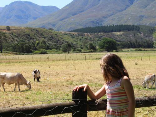 a little girl standing behind a fence looking at cows at Arumvale Country Retreat in Swellendam