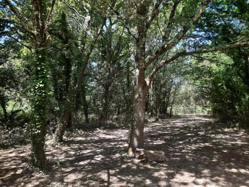 un chemin de terre dans une zone boisée arborée dans l'établissement La Touche Martin, à Allards