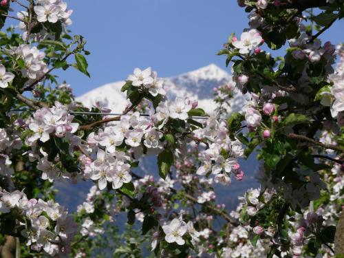 un arbre aux fleurs roses devant une montagne dans l'établissement Hotel Sun, à Naz-Sciaves