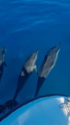 a group of dolphins swimming in the water at Vaagali Inn in Keyodhoo