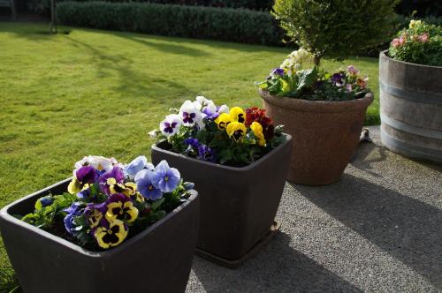 three pots of flowers sitting on a patio at Olive House Bed and Breakfast in Christchurch