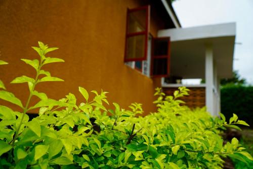 a bunch of green bushes in front of a house at Goodtimewithfar House in Moshi