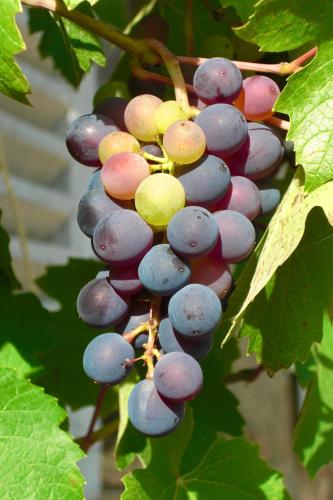 a bunch of grapes hanging on a vine at Spacious apartment in old farm close to Lac de Vouglans in La Tour-du-Meix