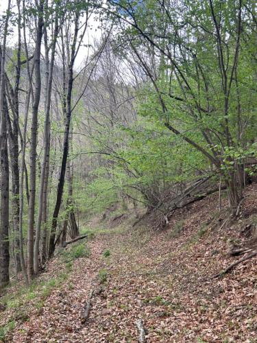 a dirt trail in a wooded area with trees at Casa Rural Pirineu Nevà in Nevà