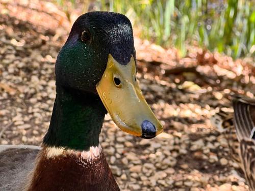 a black duck with a yellow beak on its head at Domaine de La Coudouliere, Vue Mer, Plage, Piscine et Parc in Six-Fours-les-Plages