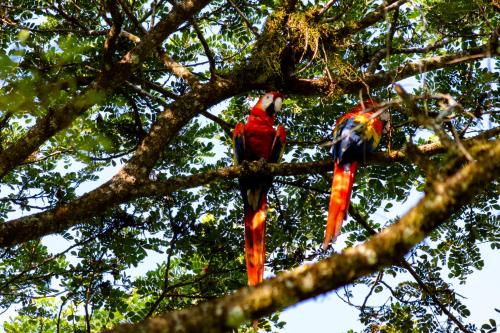 two birds are sitting on a tree branch at Oso de Osa in Sierpe