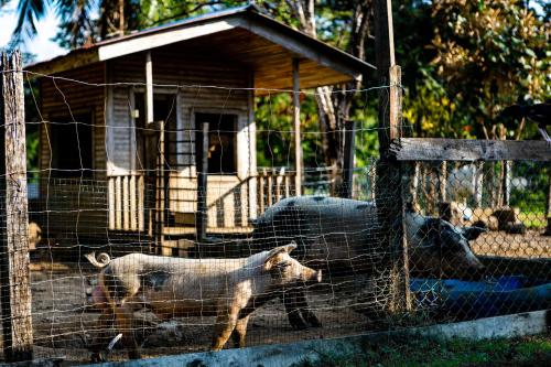 two pigs in a pen behind a fence at Oso de Osa in Sierpe
