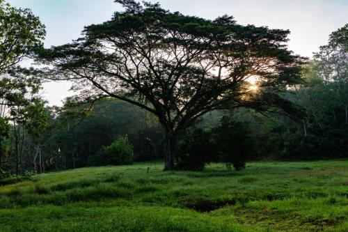 a tree in a field with the sun shining through it at Oso de Osa in Sierpe