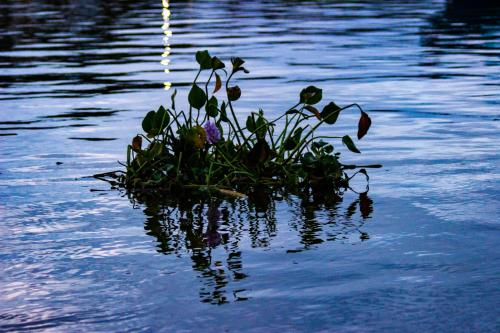 a plant growing in the middle of the water at Oso de Osa in Sierpe