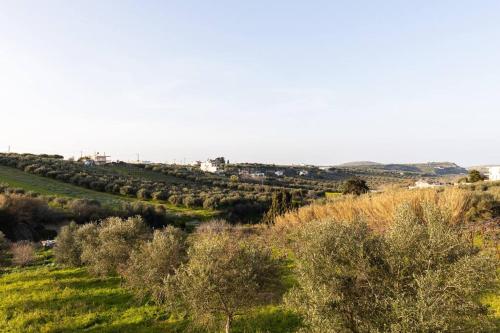 a row of olive trees in a field at Villa Õtium in Epáno Váthia