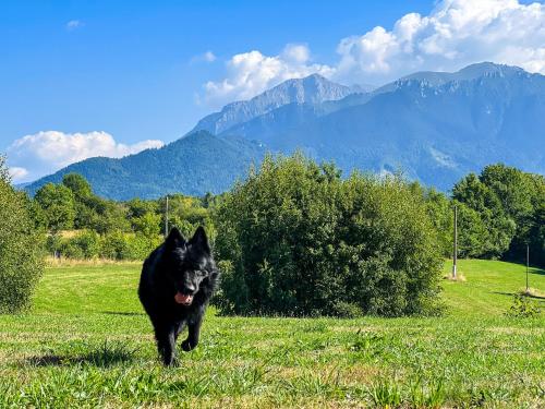 Pemandangan gunung umum atau pemandangan gunung yang diambil dari rumah tamu ini