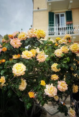 a bunch of yellow and pink flowers in front of a building at Hotel Villa Igea in Alassio