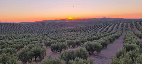 Billede fra billedgalleriet på Mansion Alba i Alcaudete