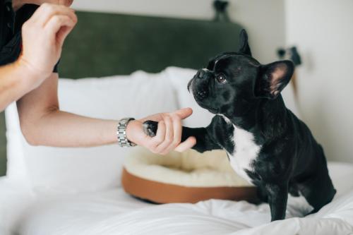 a woman petting a black and white dog on a bed at Moxy Osaka Umeda in Osaka