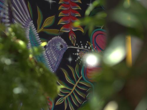 a close up of a colorful bird on a black background at Casa de Luna in La Dorada