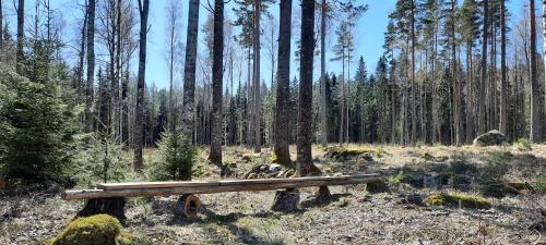 a wooden bench in the middle of a forest at Rosa's stuga in Tasebo