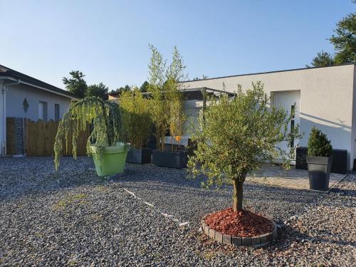 un giardino con un piccolo albero in un cimitero di Tropical a Mios