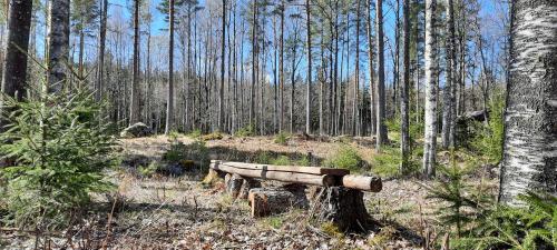 a wooden bench in the middle of a forest at Davids Stuga in Klässbol