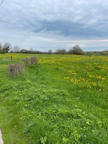 a field full of yellow flowers in a field at Hof Gemehret in Eupen