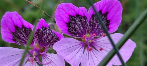 a group of purple flowers with a beetle on them at Ollar do Cido in Seoane