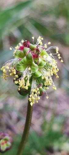 a close up of a flower with at Ollar do Cido in Seoane