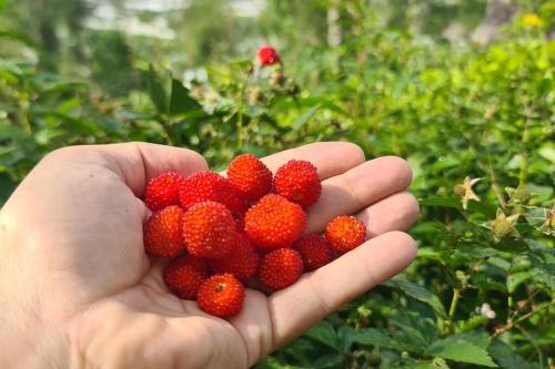 a hand holding a bunch of strawberries in a field at Villa Jado 3 - Lake and Mountain View Villa in Bedugul