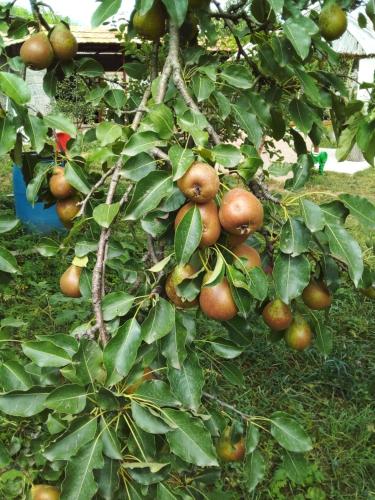 a bunch of fruit on a tree with leaves at Holiday Home Ruben in Odzun