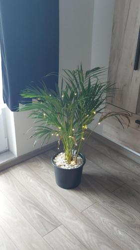 a plant in a black pot on a wooden floor at Apartament AntoniaS in Făgăraş
