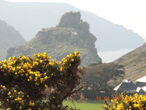 a bush with yellow flowers in front of a mountain at Orchard House Hotel in Lynmouth