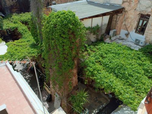 an overhead view of a garden with a tree at Imeros in Chania Town