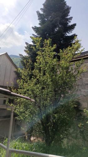 a tree in front of a house with a fence at Arman Guest House in Dilijan