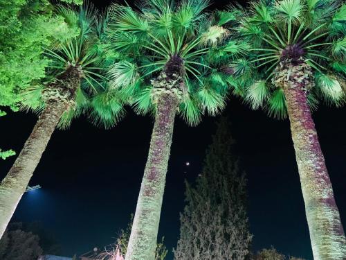 Κήπος έξω από το Marla Didim Otel