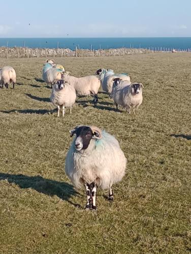 a herd of sheep standing in a field at Heb Way bed and breakfast in North Dell