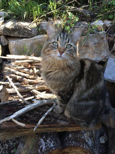 a cat sitting on top of a pile of rocks at l'Oustaou B&B Piscine & Spa in Besse-sur-Issole