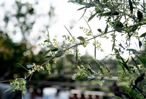 a bunch of white flowers on a tree at Villa Manolia in Preveza