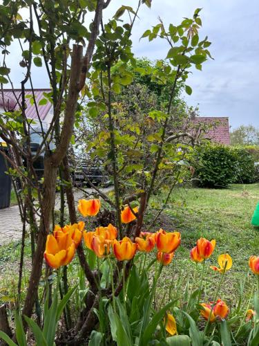 a group of orange flowers in a garden at FeWo Michistrasse in Forchheim