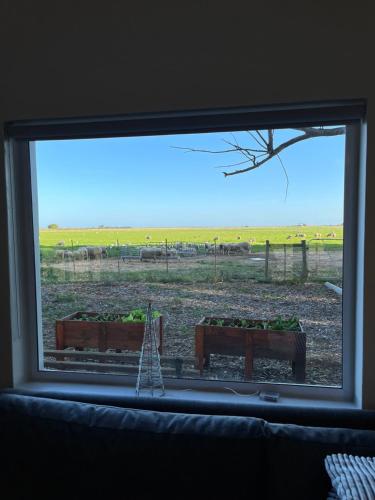 a window with a view of a field of crops at Lamb’s Inn in Bredasdorp