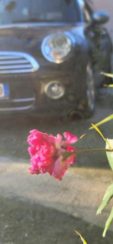 a pink flower is in front of a car at Teba Garden's Villa in Tirana